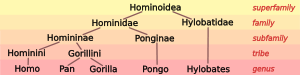 Hominoid 5.svg taxonomia