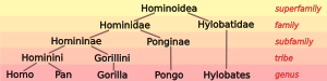 Hominoid 6.svg taxonomia