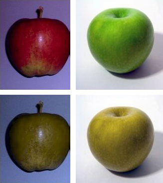 Braeburn grannysmith dichromat sim.jpg