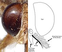 Uma fotografia e diagrama da cabeça de uma mosca tsé-tsé ilustrando os pêlos ramificados de arista da antena.
